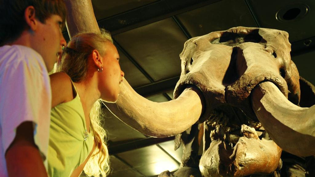 Houston CityPASS® - Access to 5 Attractions - Image 3
